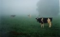 Cows near Hannover, Germany